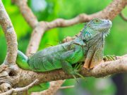 Fricassé d’Iguane