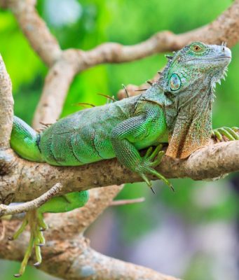 Fricassé d’Iguane