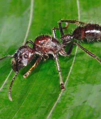 Paraponera, fourmi de Guyane